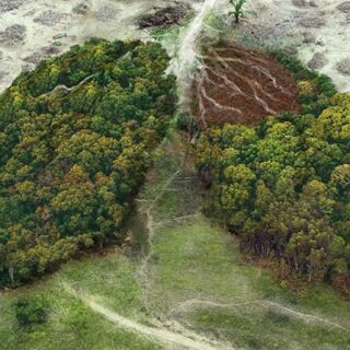 Forests The Lungs of Mother Earth Wallpaper Mural