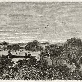 Igapo Old Forest View, Brazil 1867 Wallpaper Mural