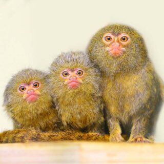 Pygmy Marmoset Family Amazon Animal Wallpaper Mural