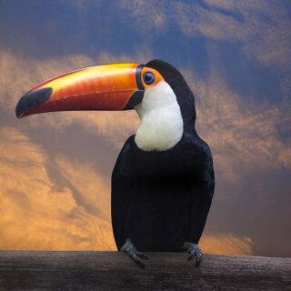 Toucan Amazon Rainforest Bird Wallpaper Mural