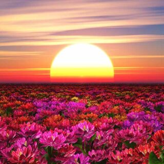 Bhanu, Floral Sunrise Wallpaper Mural