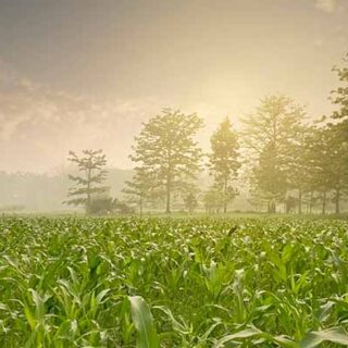 Khet, Misty Sunrise Village Field Scenery Wallpaper Mural