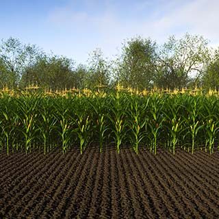 Prakritik, Serene Corn Field Wallpaper Mural