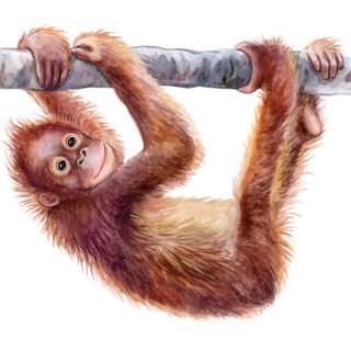 Cheerful Baby Orangutan Wallpaper Mural