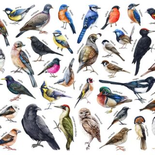 Feathered Flights Educational Birds Wallpaper Mural