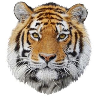 Tiger Head Art Realistic Effect Wallpaper Mural