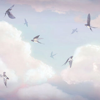 Swallow Serenade Wallpaper Mural