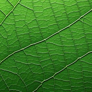 Green Leaf Texture Wallpaper Mural