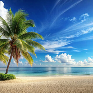 Beautiful Palm Tropic Beach Photograph Wallpaper Mural