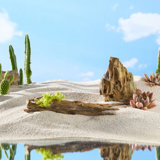 Photography of Oasis Desert in Summertime Wallpaper Mural