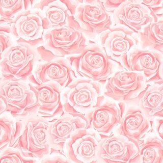 Beautiful Cream Pink Rose Flower Wallpaper Mural