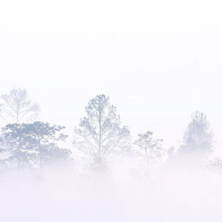 Dhundh, Misty Morning in The Woods Wallpaper Mural