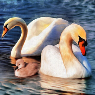 Gulbis, Modern Oil Painting of Swan Family Wallpaper Mural