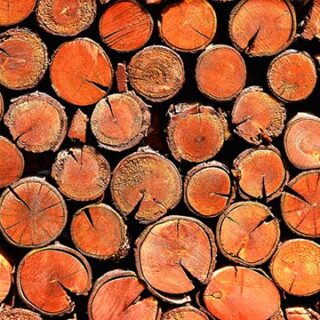 Autumn Colors Wooden Logs Stack Wallpaper Mural