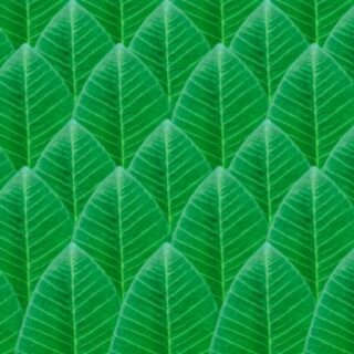 Beautiful Green Leaves Wallpaper Mural