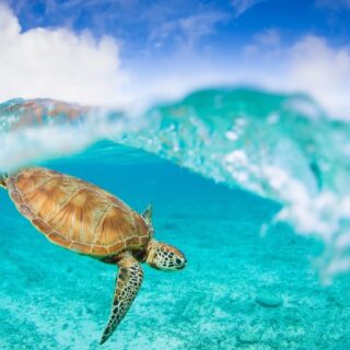 Turtle in Natural Blue Sea Wallpaper Mural