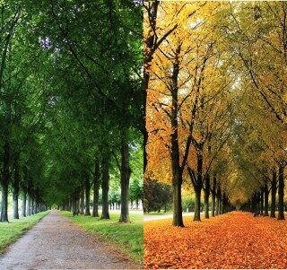 Four Seasons of The Herrenhausen Garden Wallpaper Mural