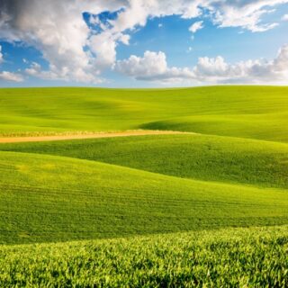 Serene Green Wavy Fields Scenery Wallpaper Mural