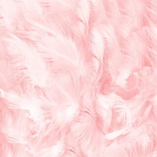 Soft Pink Feathered Bloom Wallpaper Mural