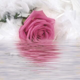 Serenade of a Rose Wallpaper Mural