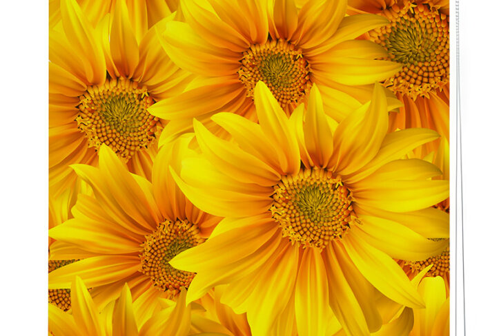Vibrant Sunflower-Themed Roller Blind