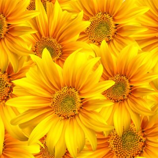 Vibrant Sunflower-Themed Roller Blind