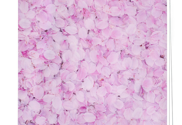 Whimsical Pink Floral Roller Blind