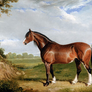 Vintage Horse Print Roller Blinds