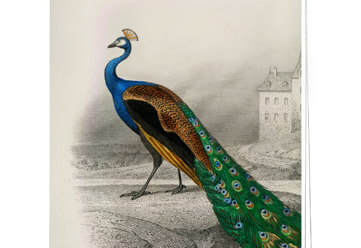 Heritage Peacock Motif Window Roller Blind