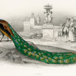 Heritage Peacock Motif Window Roller Blind