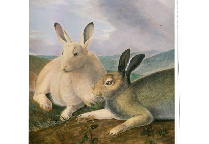 Rustic Meadow Rabbit Roller Blind