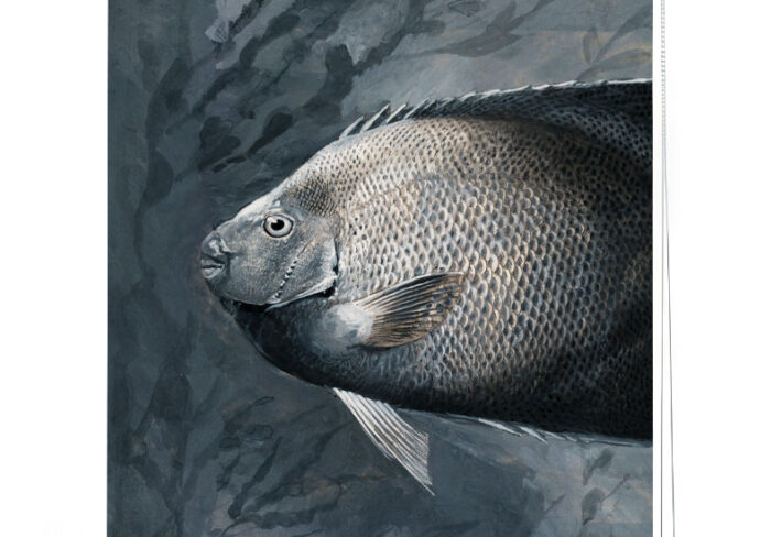 Grayscale Fish Portrait Window Roller Blind