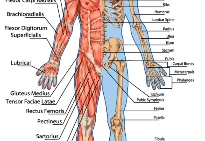 Human Muscles and Bones Educational Wallpaper