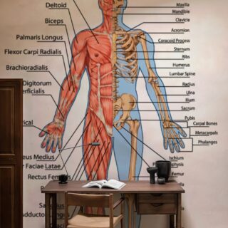 Human Muscles and Bones Educational Wallpaper