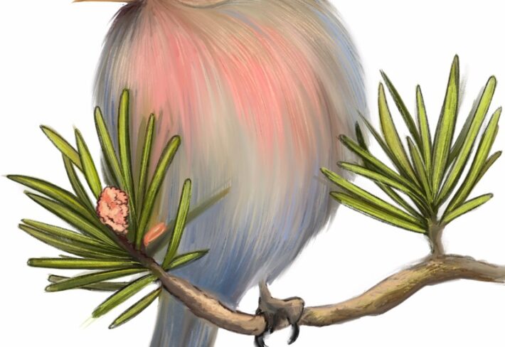 Chirpy, Pastel Bird on Pine Branch Mural