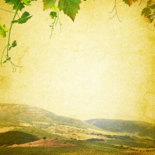 Cieloro, Mediterranean Hillside & Vines Mural