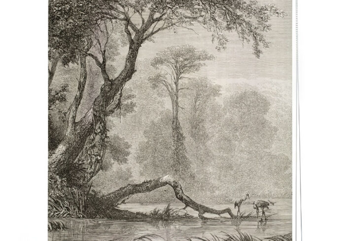 Tranquil Forest Sketch Roller Blind