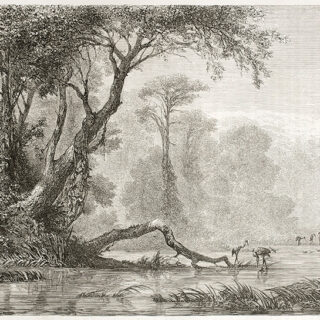 Tranquil Forest Sketch Roller Blind