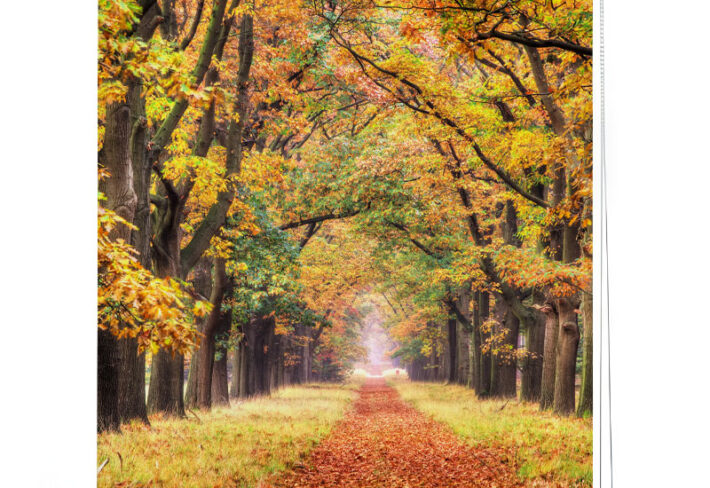 Vibrant Autumn Pathway Window Roller Blind
