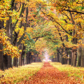 Vibrant Autumn Pathway Window Roller Blind