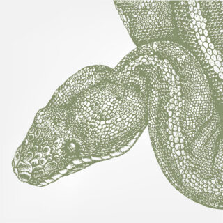 Sage Green Snake Head Illustration Roller Blind