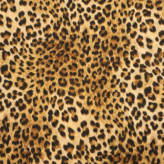 Bengal Stripes Exotic Tiger Skin Roller Blind