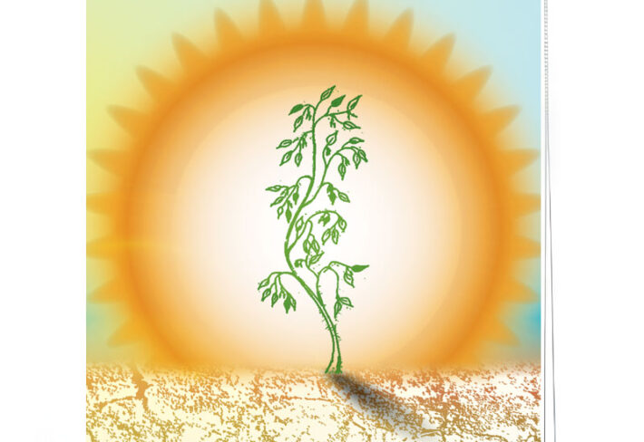 Resilience Sun and Plant Roller Blind