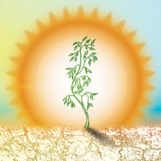 Resilience Sun and Plant Roller Blind