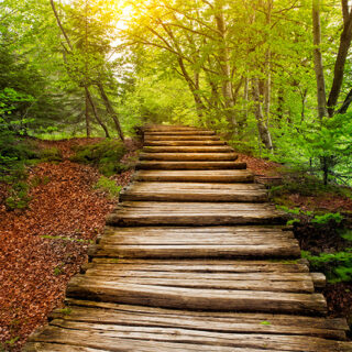 Enchanted Forest Path Roller Blind