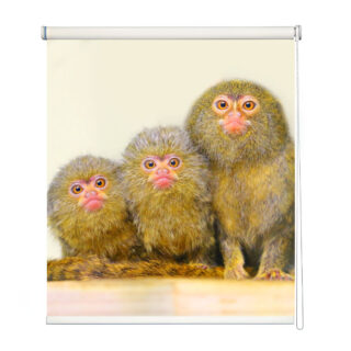 Exotic Marmoset Portrait Roller Blind