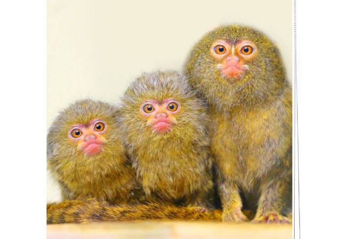 Exotic Marmoset Portrait Roller Blind