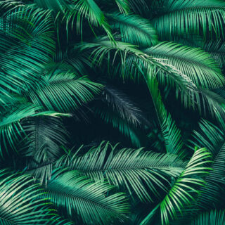 Palmera, Enchanted Green Leaf Mural