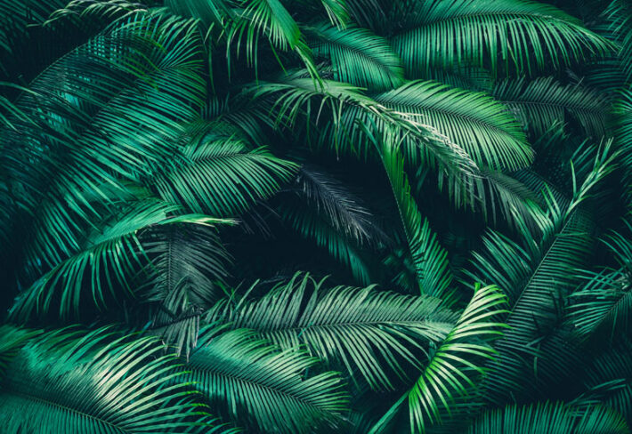 Palmera, Enchanted Green Leaf Mural