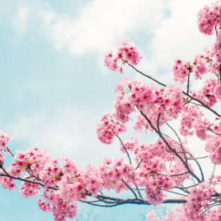 Sakurelle, Vibrant Pink Blossom Sky Mural Wallpaper